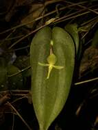 Imagem de Pleurothallis apopsis Luer