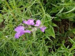 Image of leatherleaf spiderwort