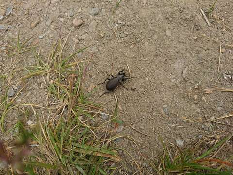 Слика од Carabus (Orinocarabus) alpestris hoppii Germar 1824