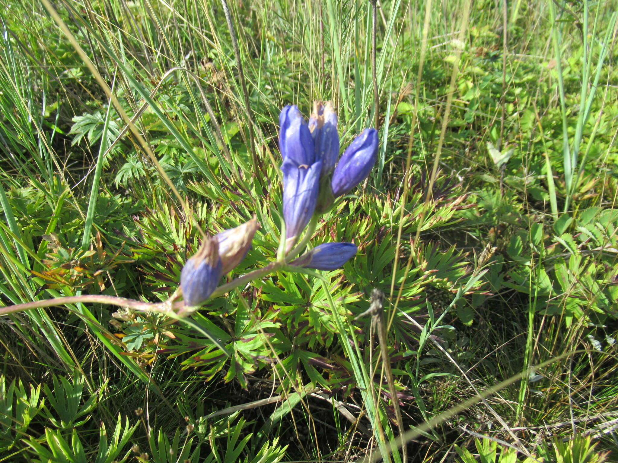 صورة Gentiana decumbens L. fil.