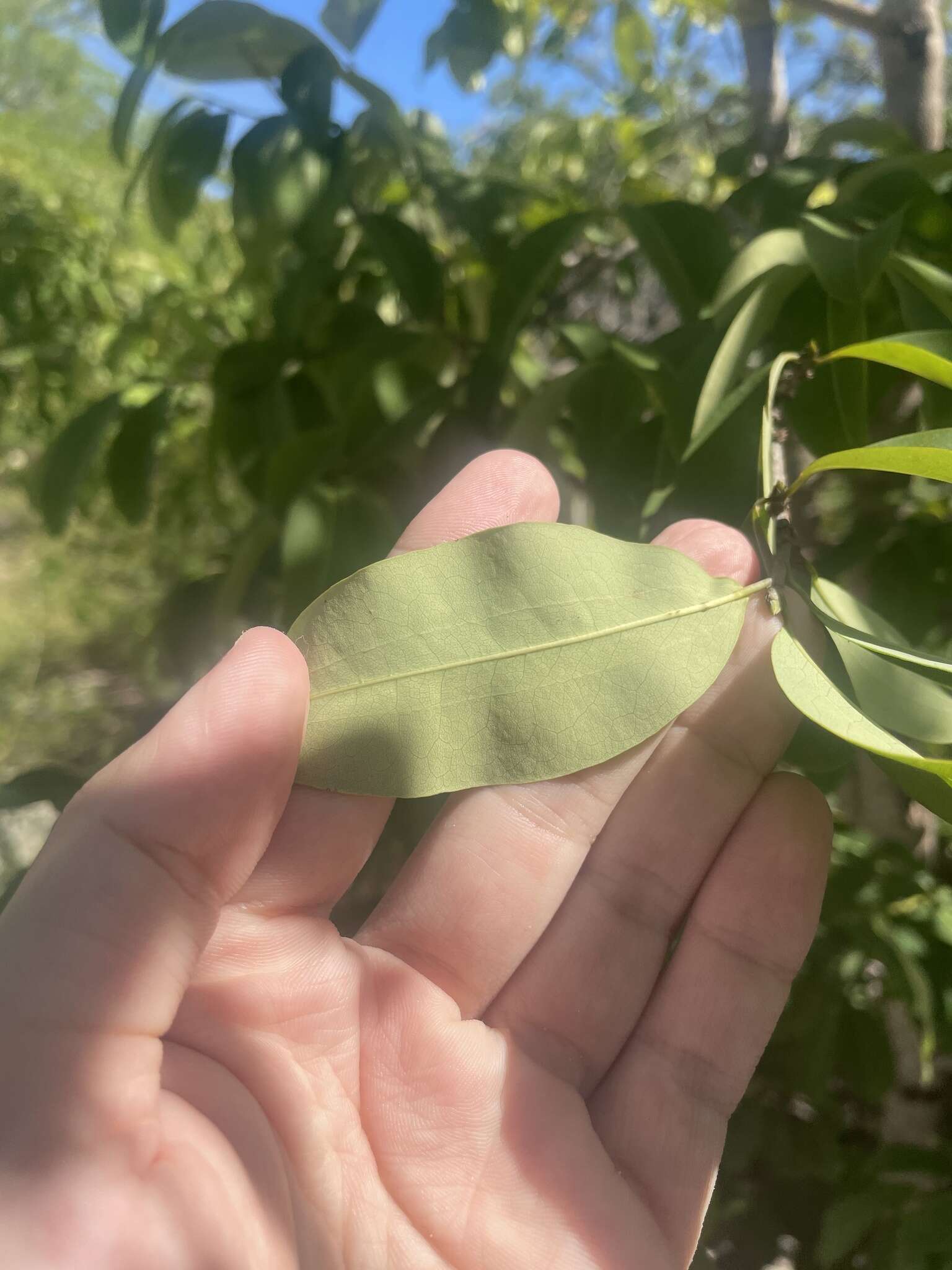 Image de Erythroxylum areolatum L.