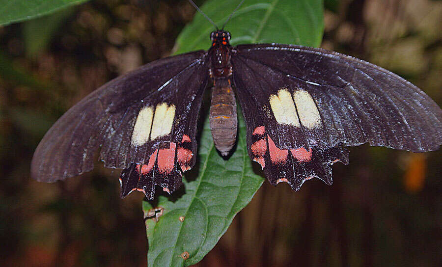 Image de Papilio anchisiades Esper 1788