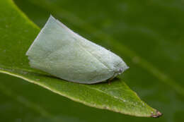 Image of Anaya luteimargo (Walker 1857)