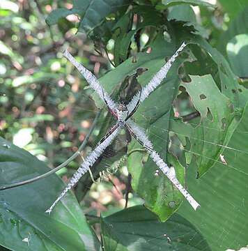 Imagem de Argiope submaronica Strand 1916