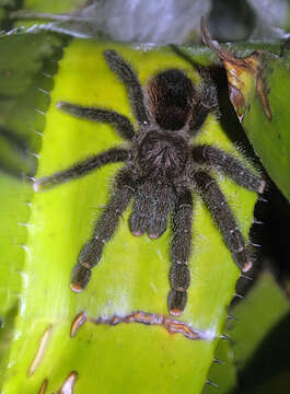 Image of Pinktoe tarantula