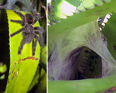 Image de Avicularia avicularia (Linnaeus 1758)