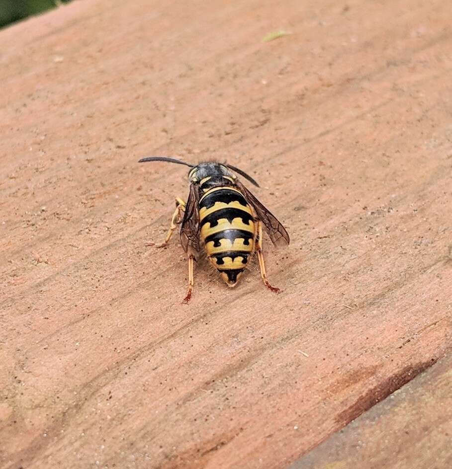 Image de Vespula alascensis Packard 1870