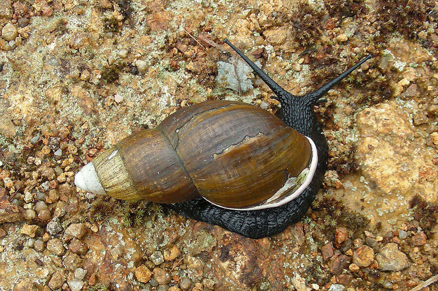 Image of Achatina fulica