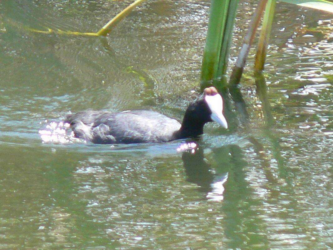 Imagem de Fulica cristata Gmelin & JF 1789