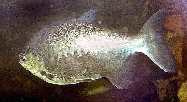 Image of Pacu