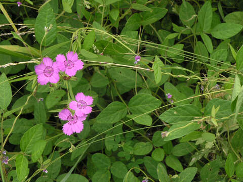 Image of Glycine max subsp. soja (Siebold & Zucc.) H. Ohashi