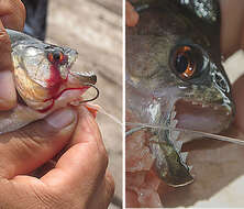 Image of redeye piranha