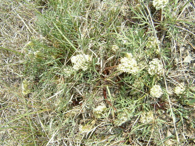 Image of plains springparsley