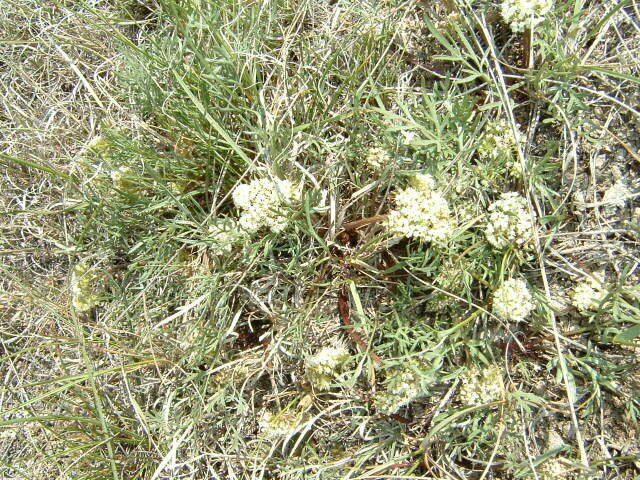 Слика од Cymopterus glomeratus DC.