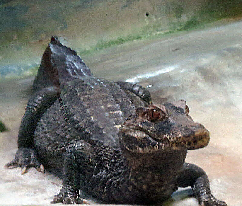 Image of Smooth-fronted Caimans