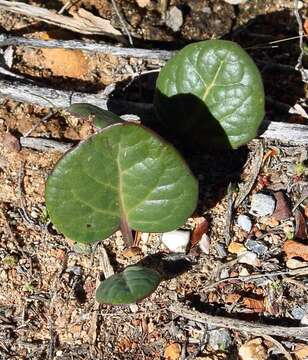 Image de Othonna oleracea Compton