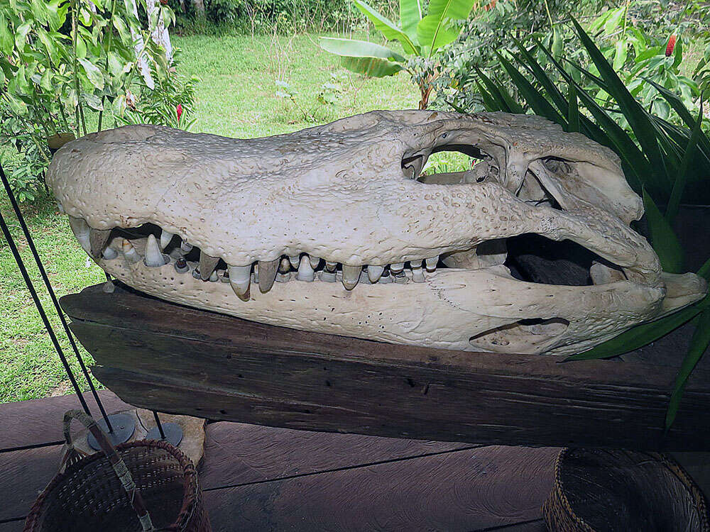 Image of Melanosuchus