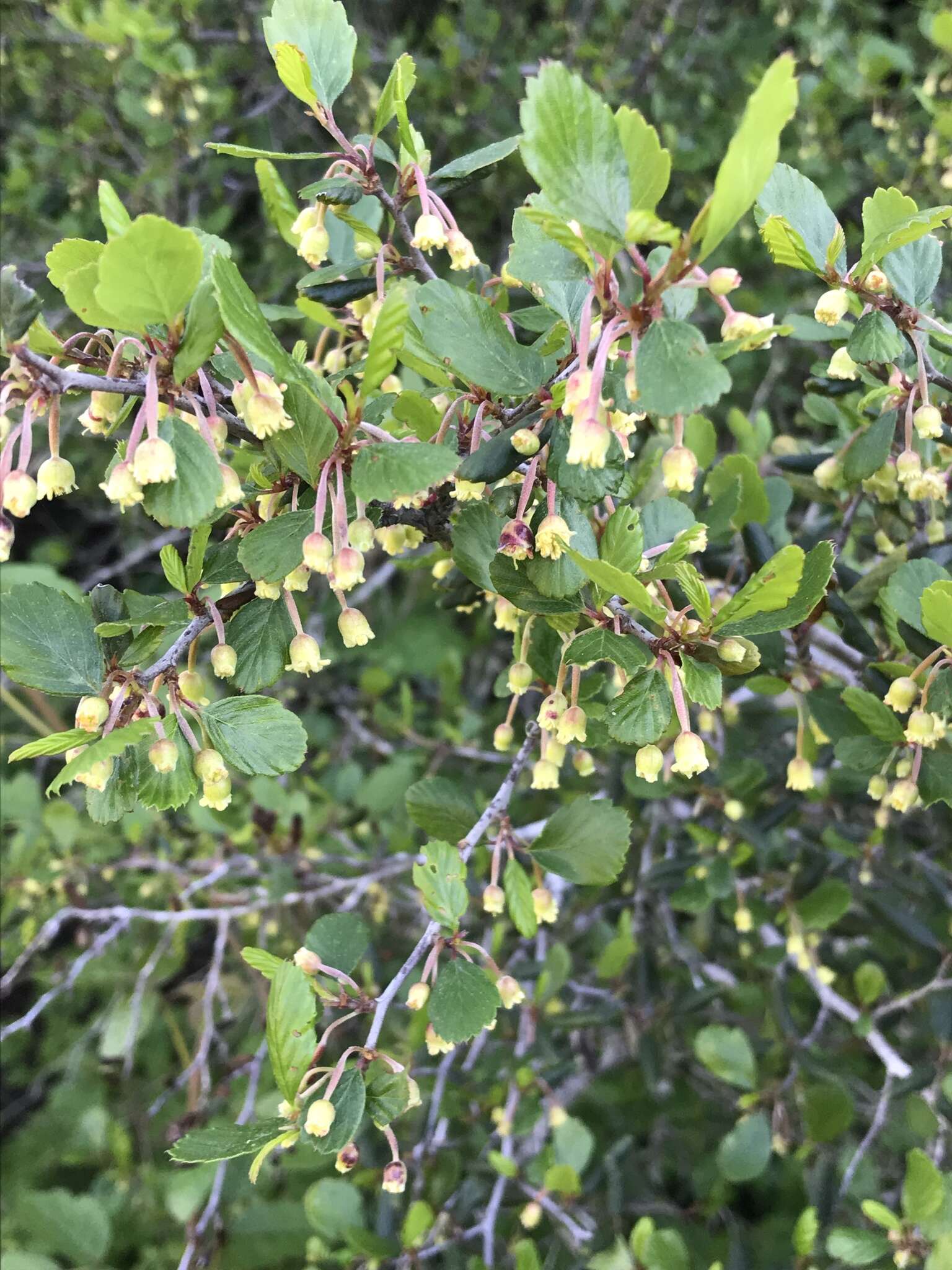 Image of smooth mountain mahogany