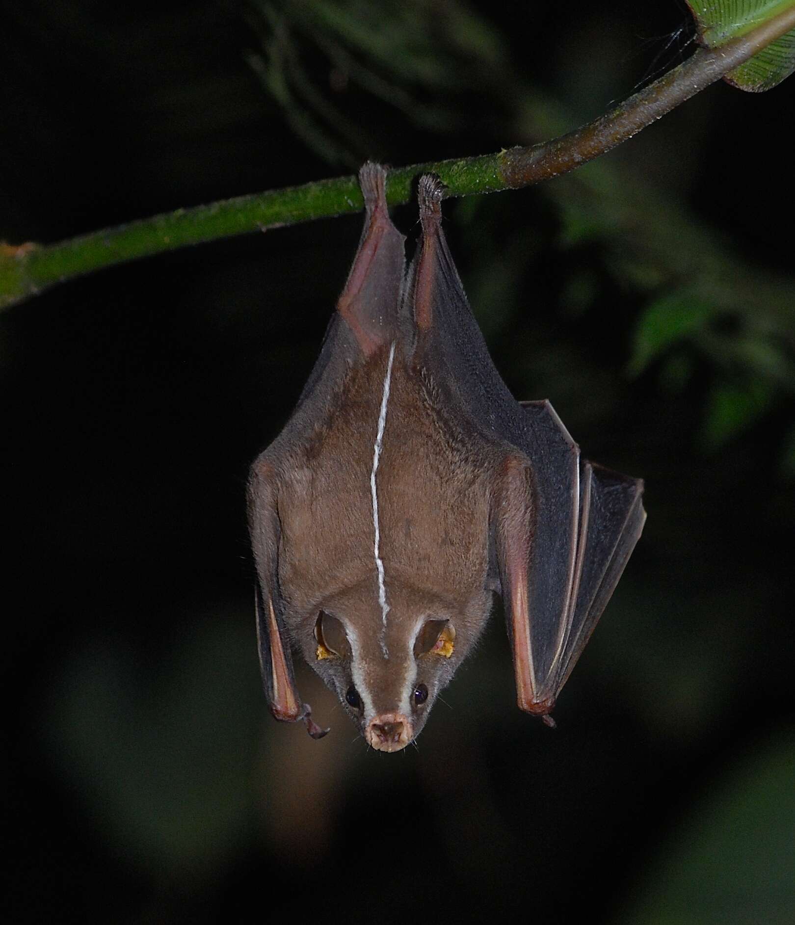 Image of Great Stripe-faced Bat