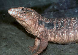 Image of Red Tegu