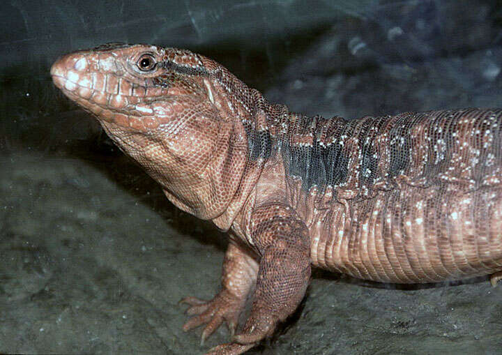 Image of Red Tegu