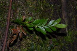 Image of Tmesipteris lanceolata Dangeard