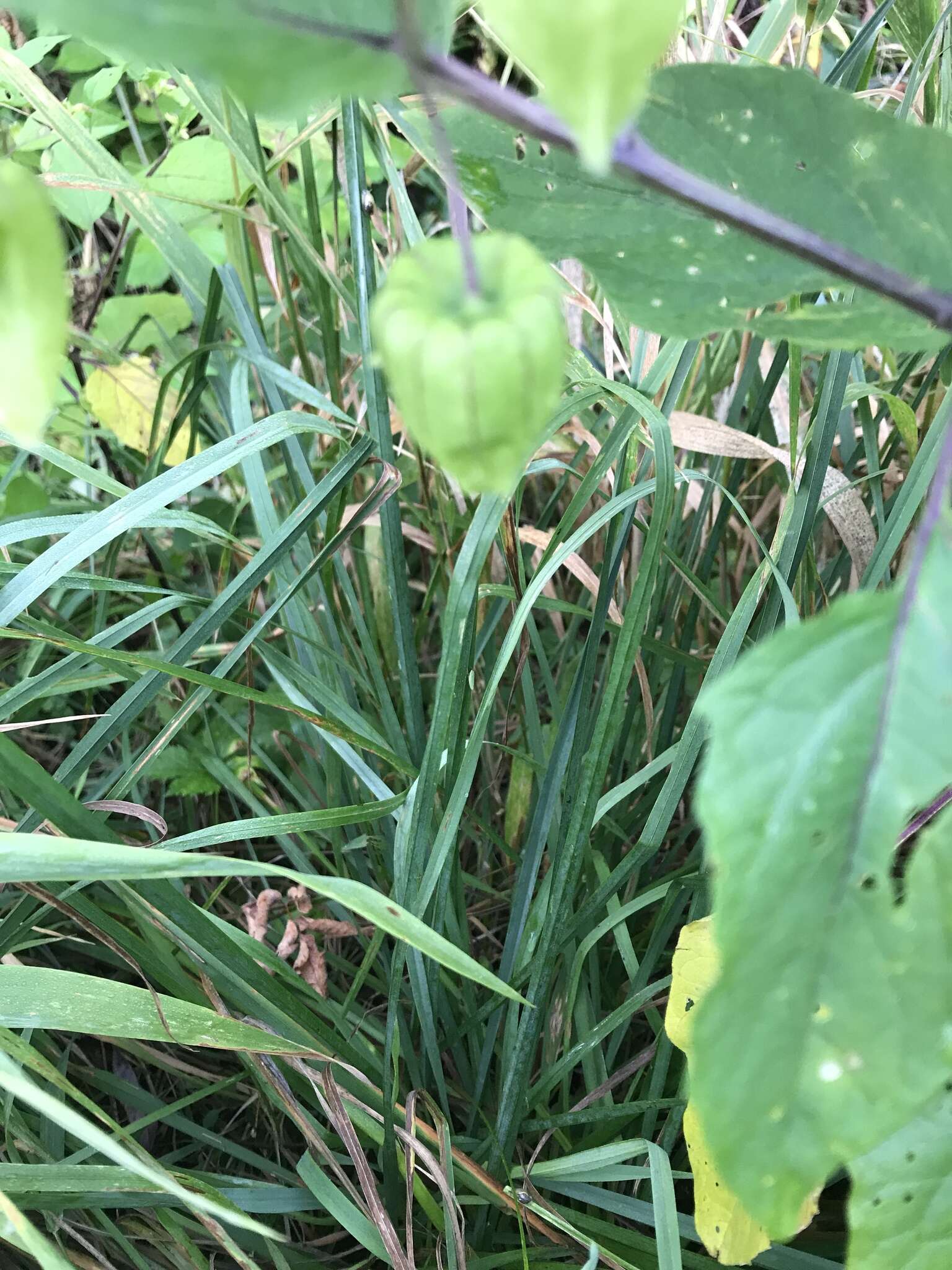 Image de Physalis longifolia var. subglabrata (Mackenzie & Bush) Cronq.