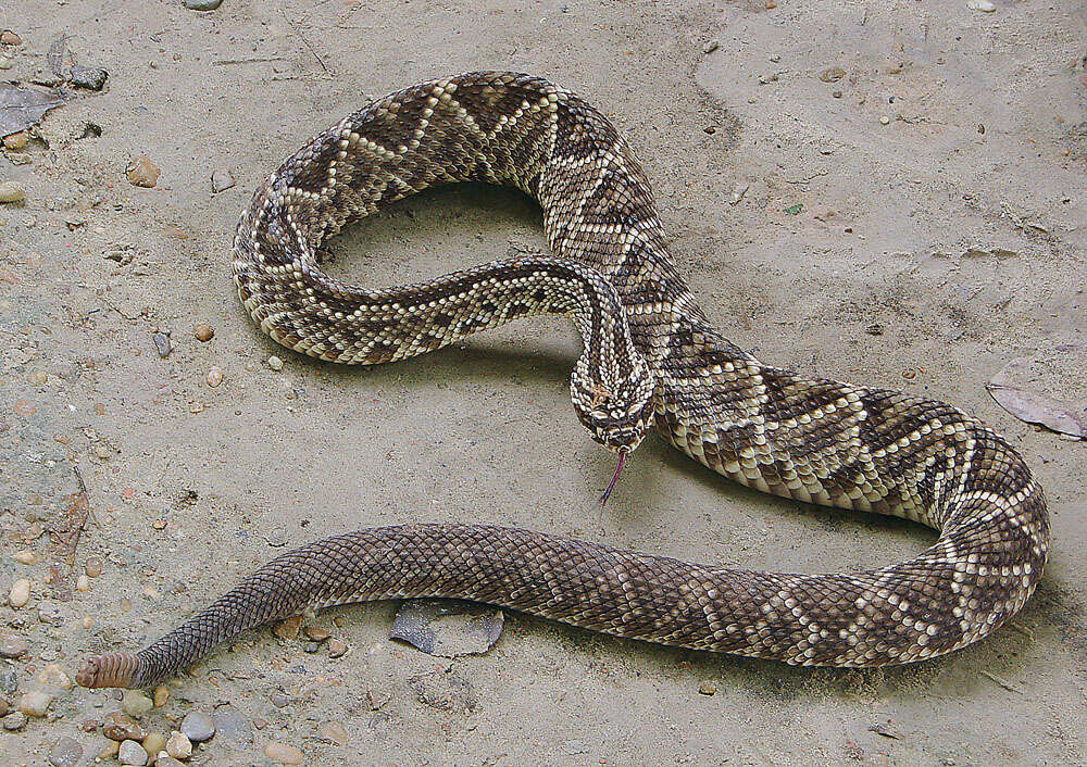 صورة Crotalus durissus Linnaeus 1758