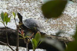 Image of Indian Roofed Turtle