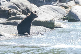 Image of Ussuri brown bear