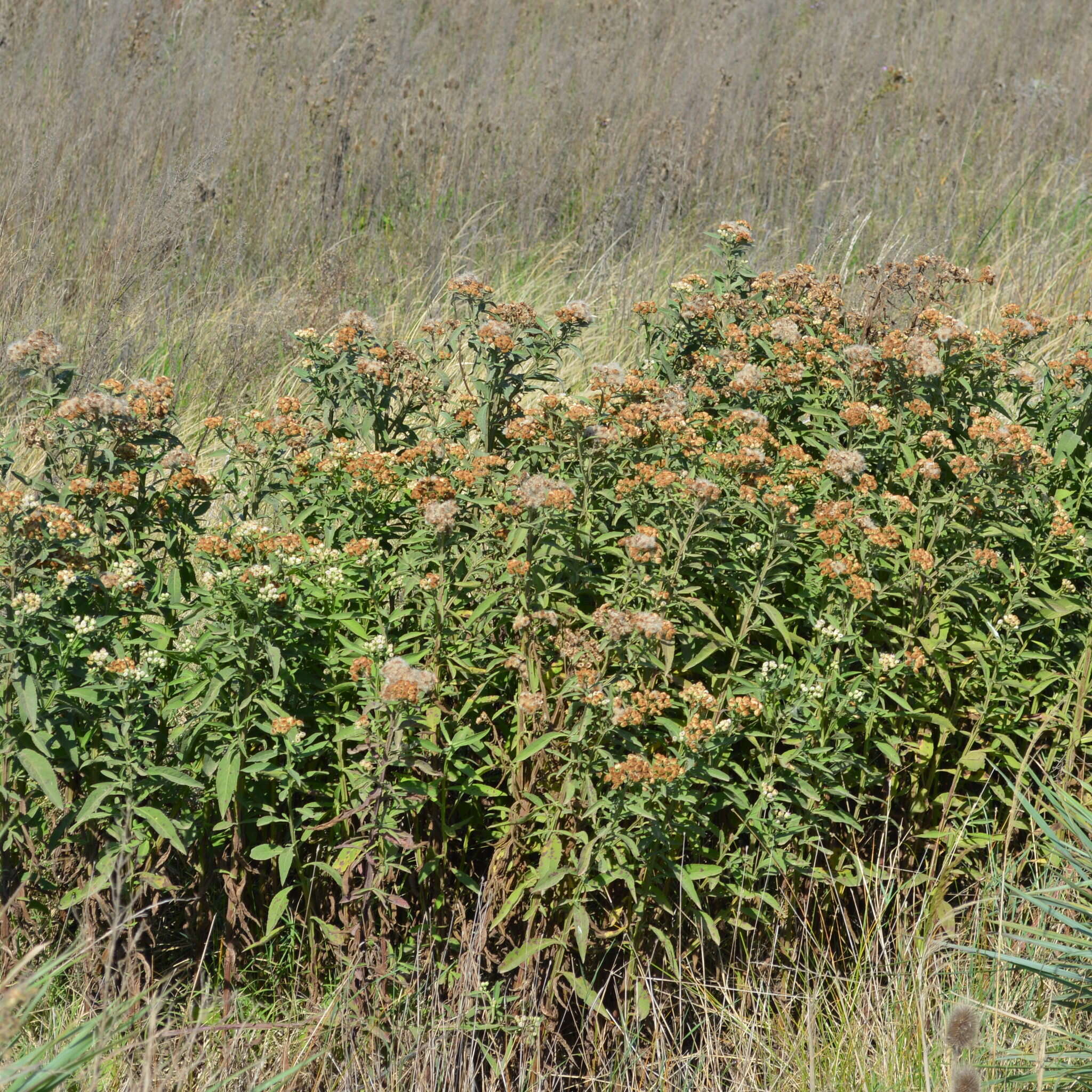 Image of Wing-Stem Camphorweed