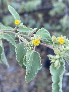 Image of Waltheria ovata Cav.