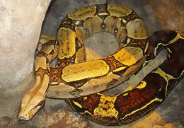 Boa constrictor Linnaeus 1758 resmi