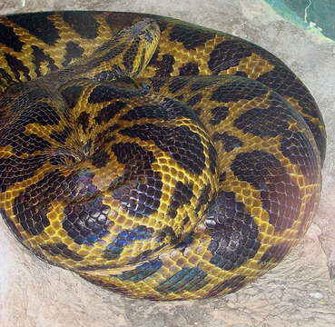 Image of Yellow anaconda