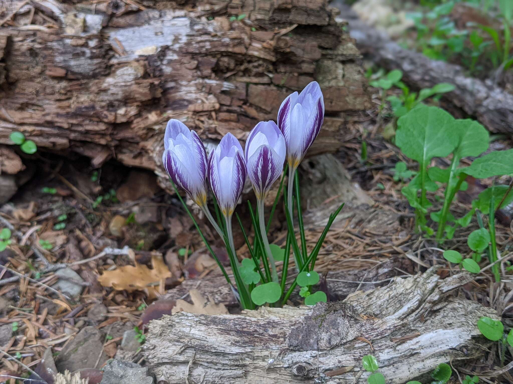 Image of smooth crocus