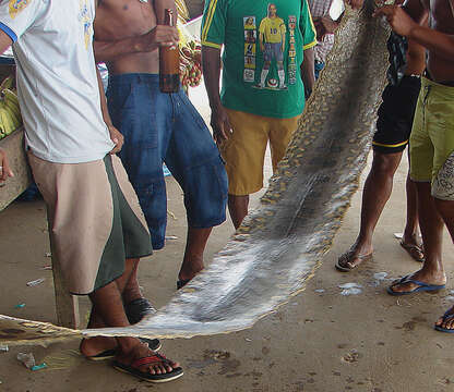 Image of Green anaconda