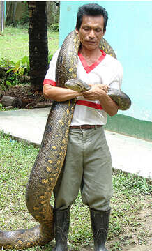 Image of Green anaconda