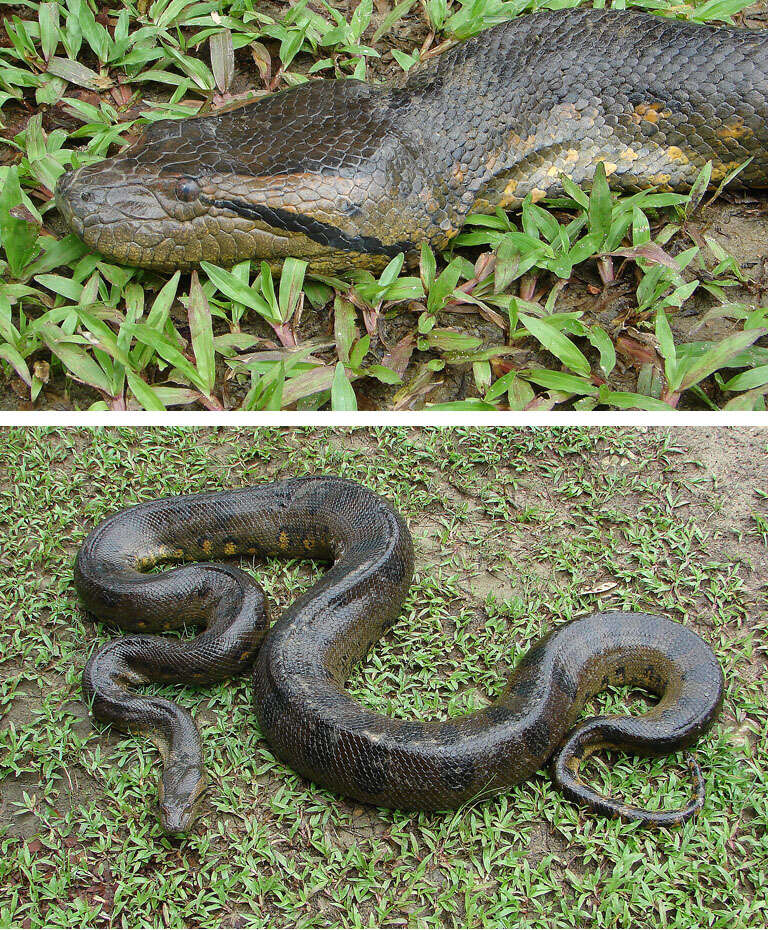 Image of Green anaconda