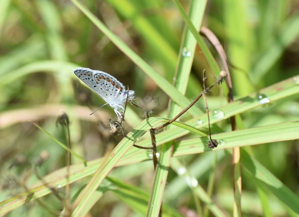 Image of Plebejus samuelis