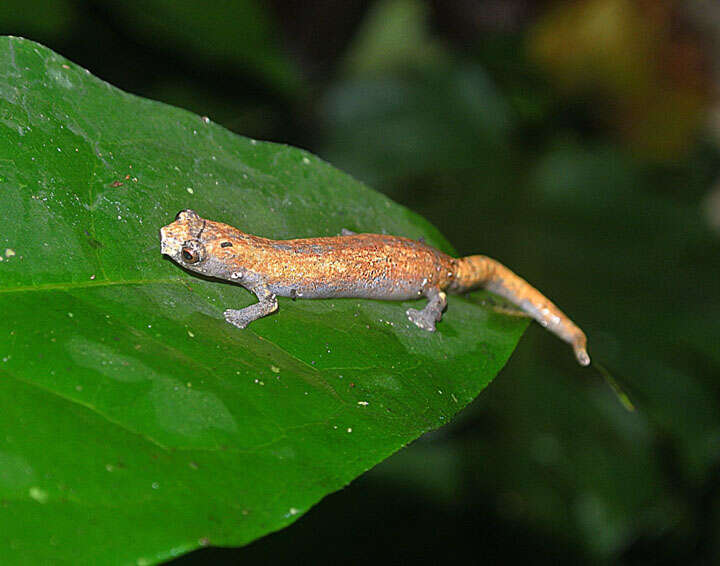 Imagem de Bolitoglossa altamazonica (Cope 1874)