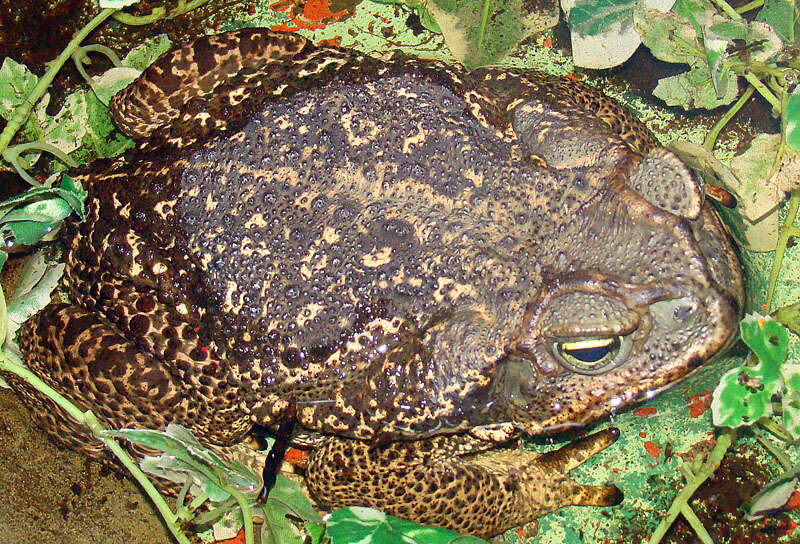 Image of Cururu Toad