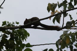 Image of Callosciurus finlaysonii bocourti (Milne-Edwards 1867)