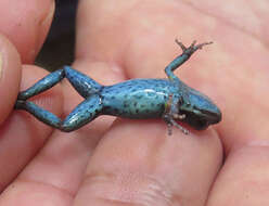 Image of Ecuador Poison Frog