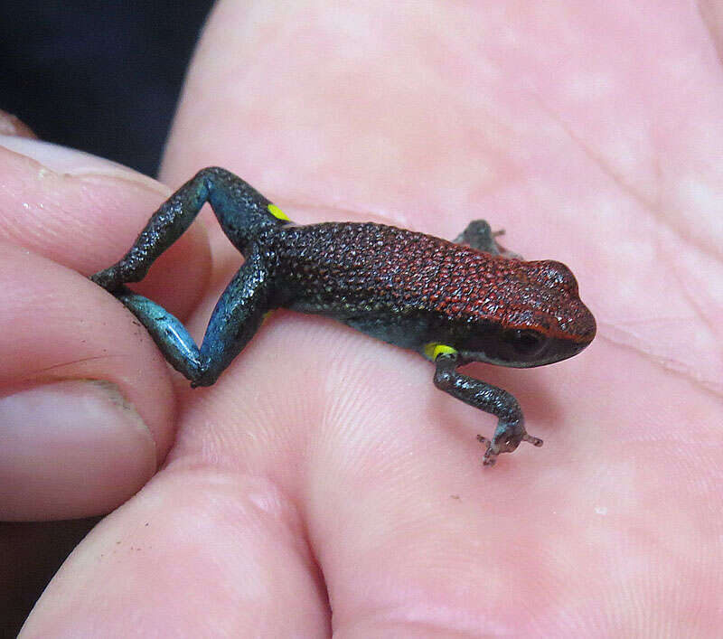 Image of Ecuador Poison Frog