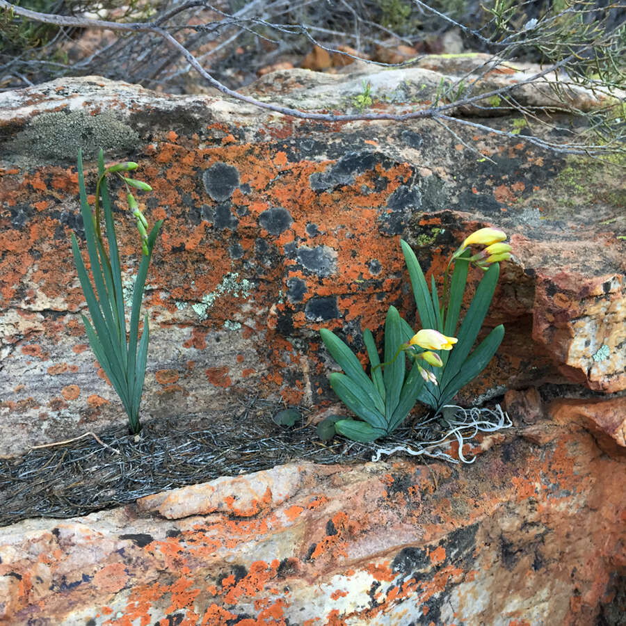 Image of Freesia occidentalis L. Bolus