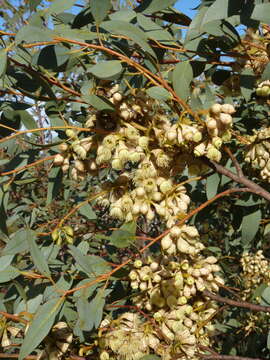 Image of Eucalyptus kessellii subsp. eugnosta L. A. S. Johnson & K. D. Hill