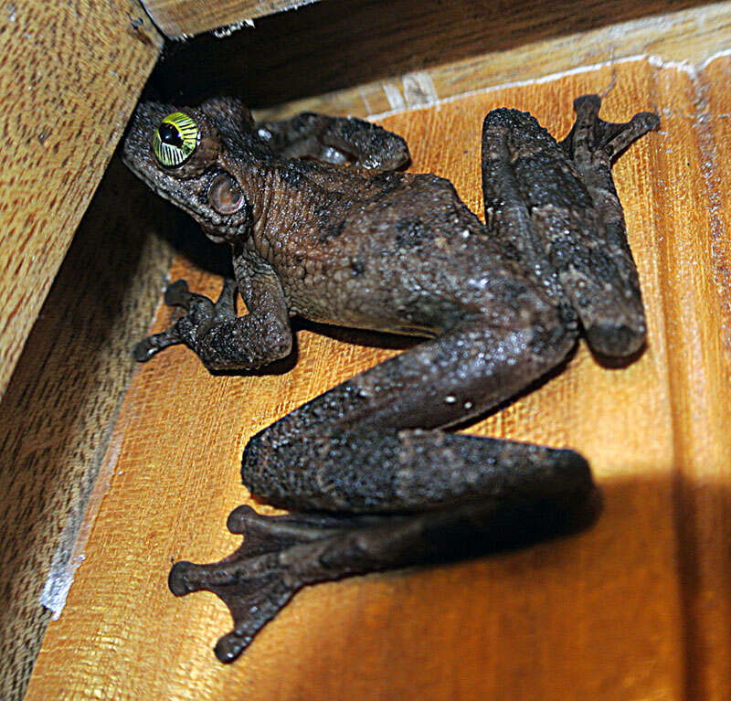 Image of Slender-legged Treefrog