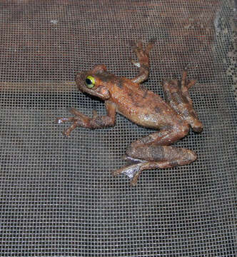 Image of Slender-legged Treefrog