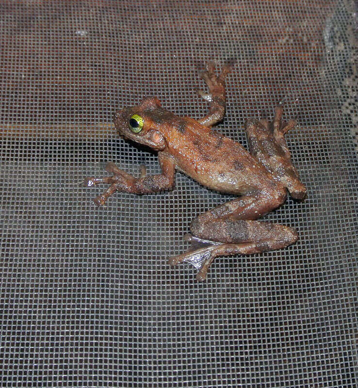 Image of Slender-legged Treefrog