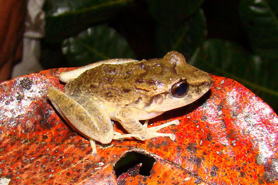 Image of Bolivian White-lipped Frog